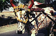 Dekorerad ko i Indien © Eric Hammerin