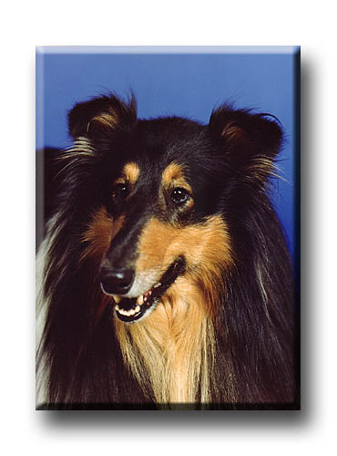 Hund porträtt studiobild © Eric Hammerin www.ericsfoto.com
